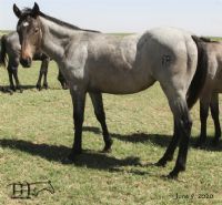 Drifting Lou's 2019 Bay Roan Filly